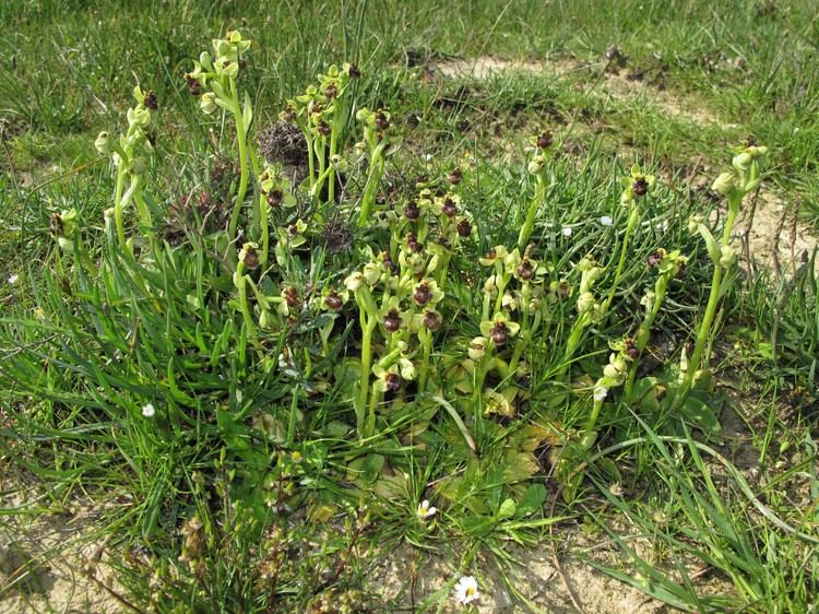 Ophrys bombyliflora